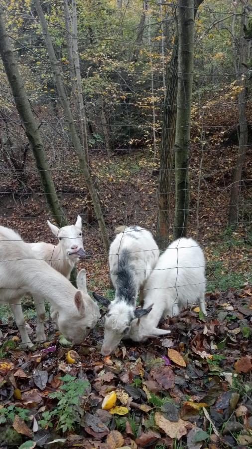 Agroturystyka U Babci Czchow Buitenkant foto