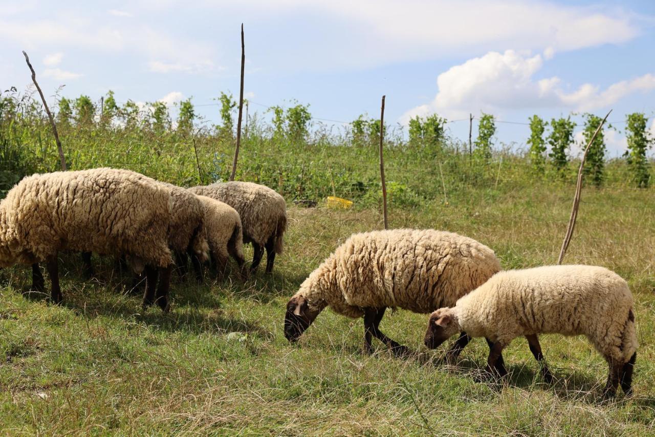 Agroturystyka U Babci Czchow Buitenkant foto