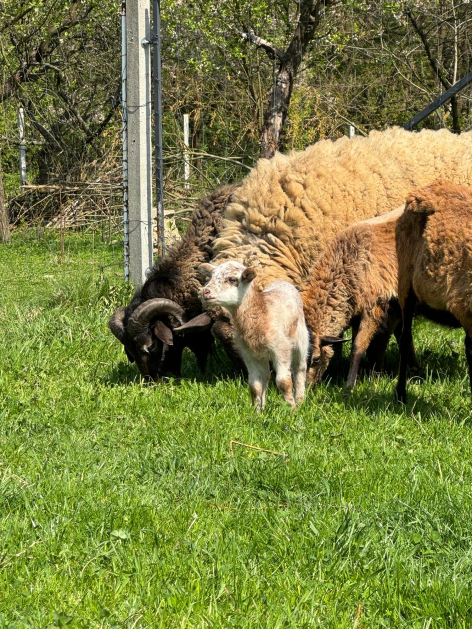Agroturystyka U Babci Czchow Buitenkant foto